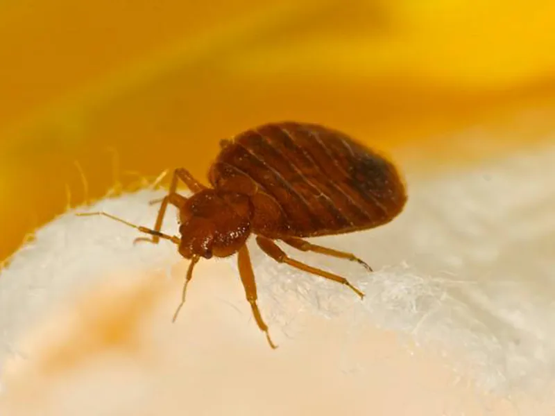 Killing Bed Bugs with Electric Heaters